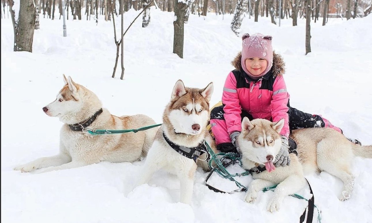 Катание на хаски красноярск